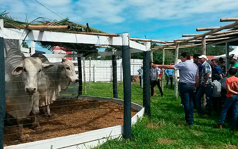 Fortalecimento da produção de carne, e leite na região do Vale do Guaporé.