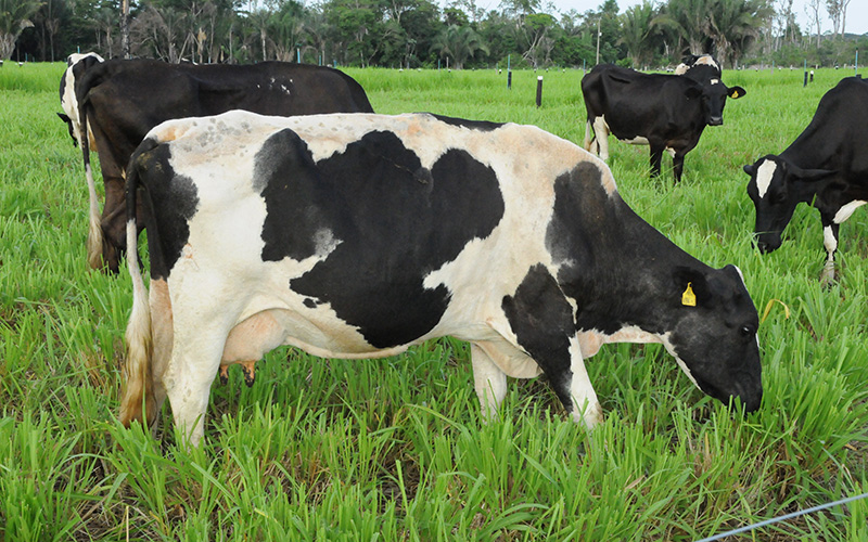 Aproximadamente 50% dos abortos em bovinos estão associadas a doenças infecciosas.