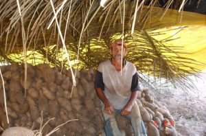 A produção de inhame na região do Vale do Guaporé vem crescendo a cada ano.