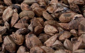 Além do consumo in natura a castanha é matéria-prima para a indústria.