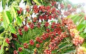 A perspectiva de crescimento do café no estado é boa e sua produção deve chegar a 2.125.839 sacas em 2017.