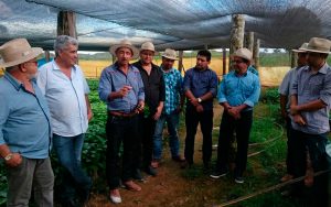 Produção de mudas de café clonal de qualidade.