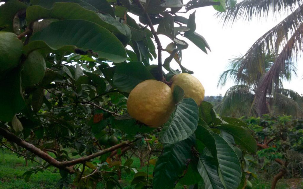 A Emater-RO orienta a família quanto ao manejo das frutíferas.