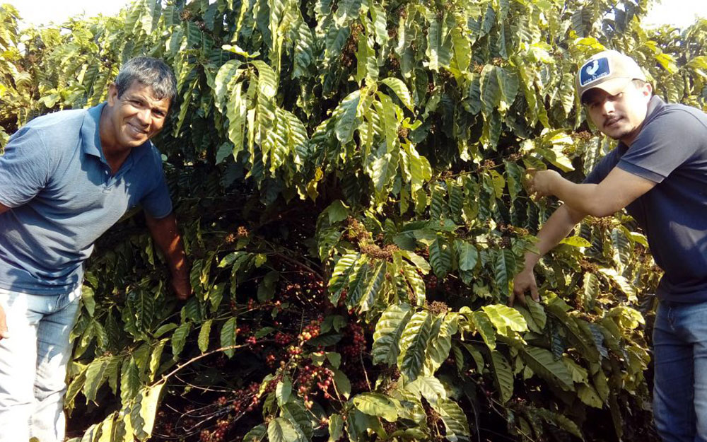 Capacidade de produção de 150 a 250 sacas por hectare.