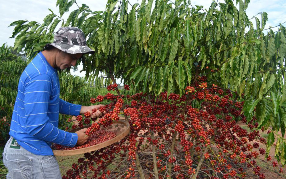 Preço do café conilon na região de Cacoal RO está há três semanas