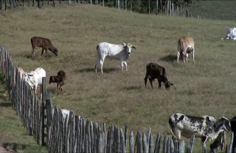 É preciso traçar metas para um aporte forrageiro aos animais.