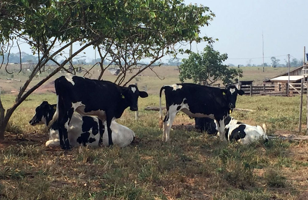 Produtividade de 13,2 litros/vaca, podendo chegar a 19,5/litros/vaca nos picos de lactação.