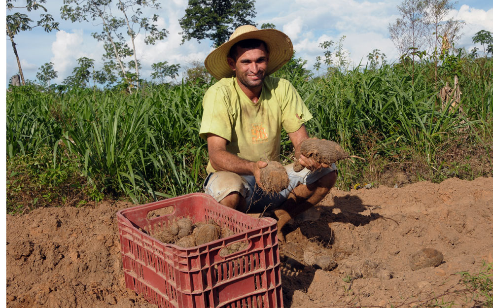 O inhame de Rondônia tem atraído investidores ao estado em busca do produto para exportação.