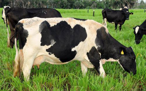 Um pasto bem manejado traz benefícios aos animais e lucro para o produtor rural.