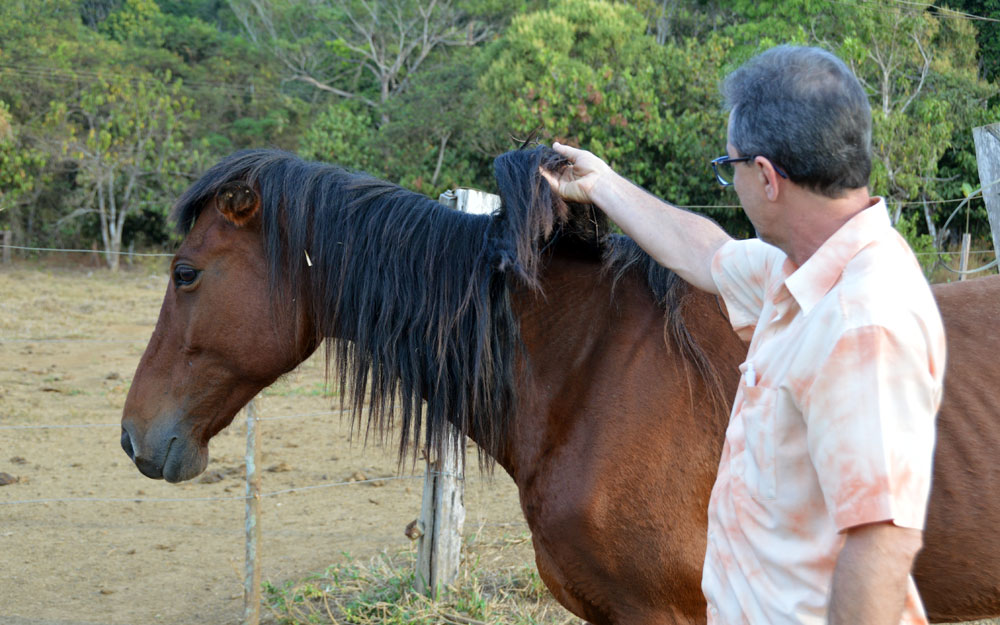 Quando ataca, o morcego deixa um filete de sangue escorrido no animal.