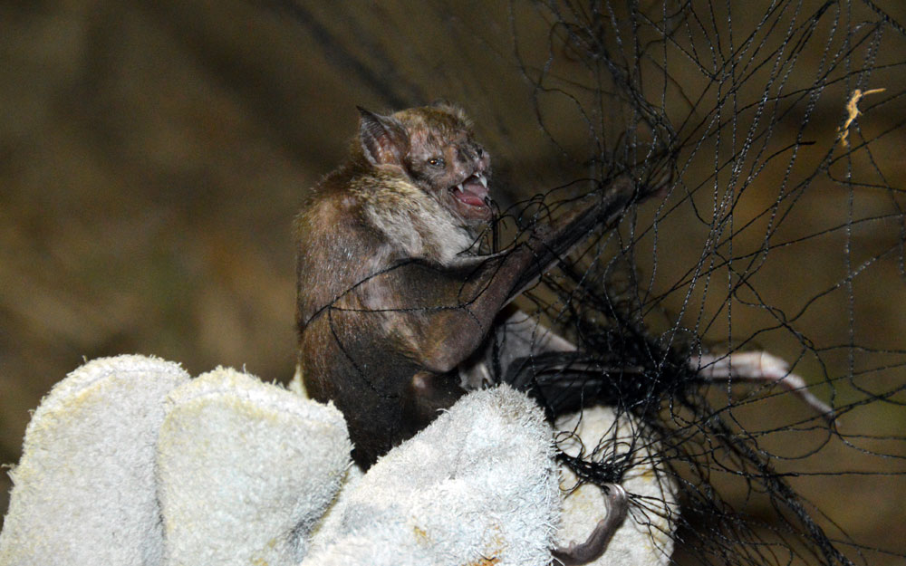 Matar morcegos ou colocar veneno em suas colônias é crime ambiental.
