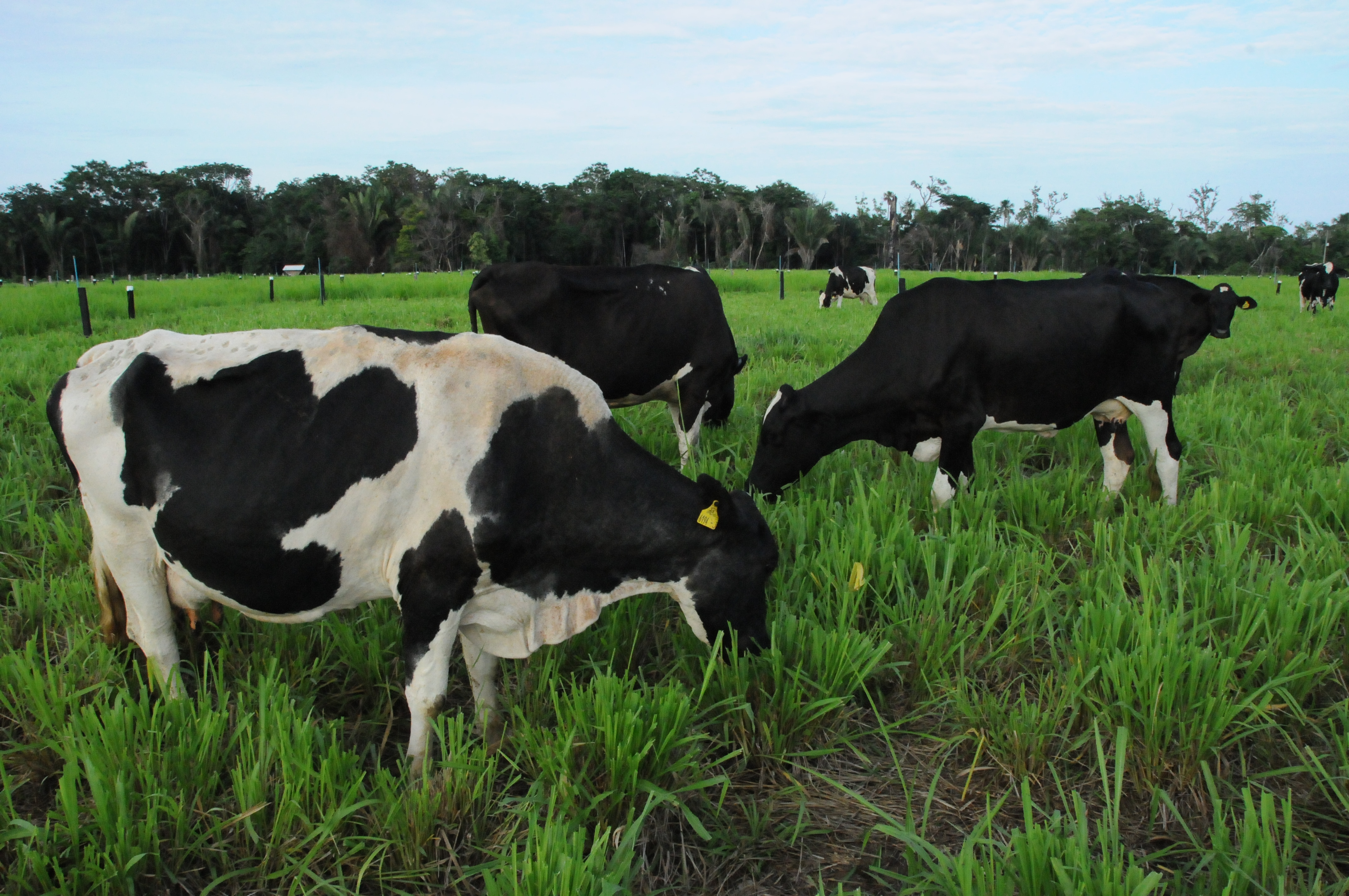 A bovinocultura leiteira é uma das principais fontes de renda da agricultura familiar.