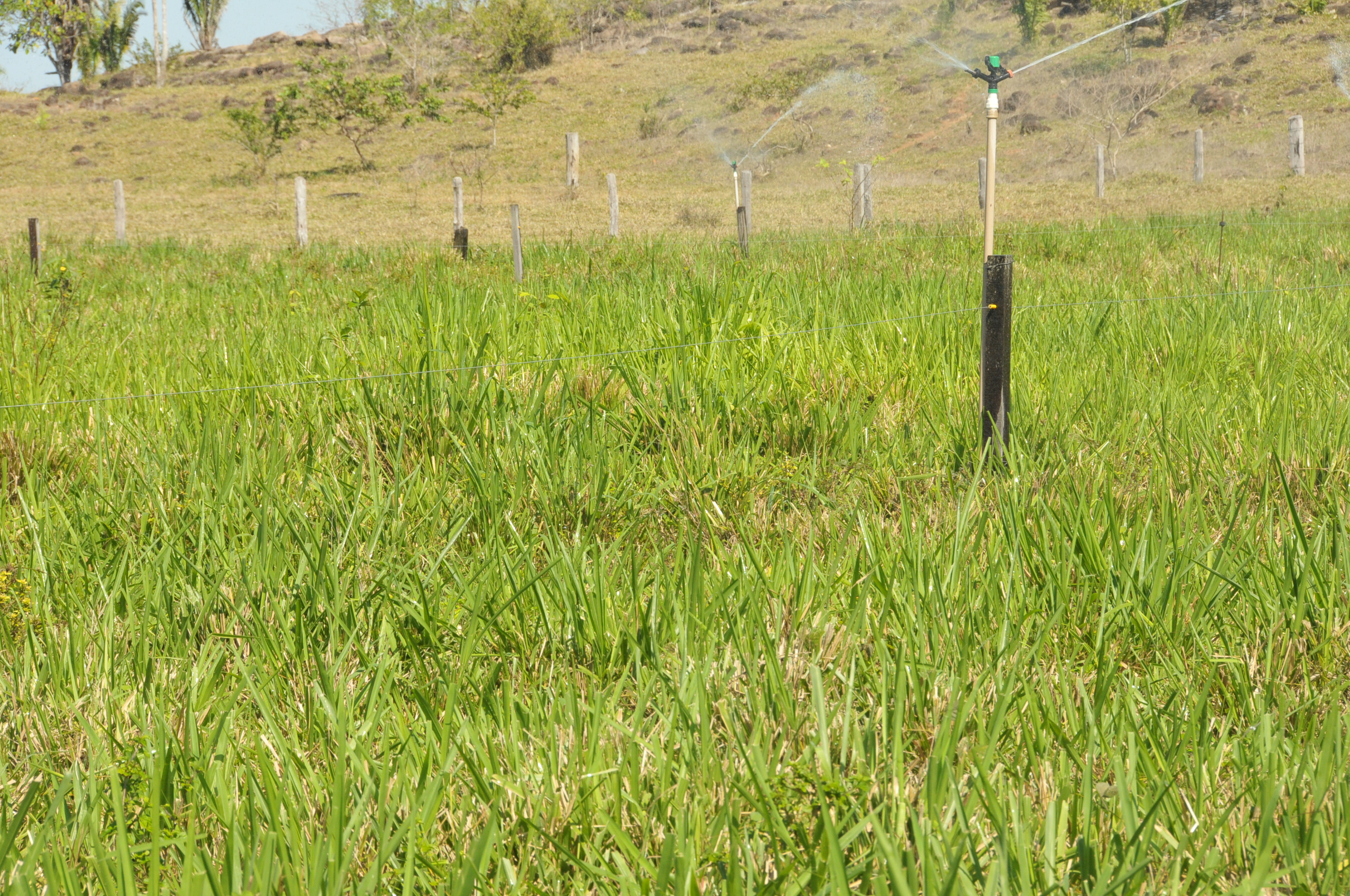 Investimento em políticas públicas para garantir o fortalecimento do setor agropecuário.