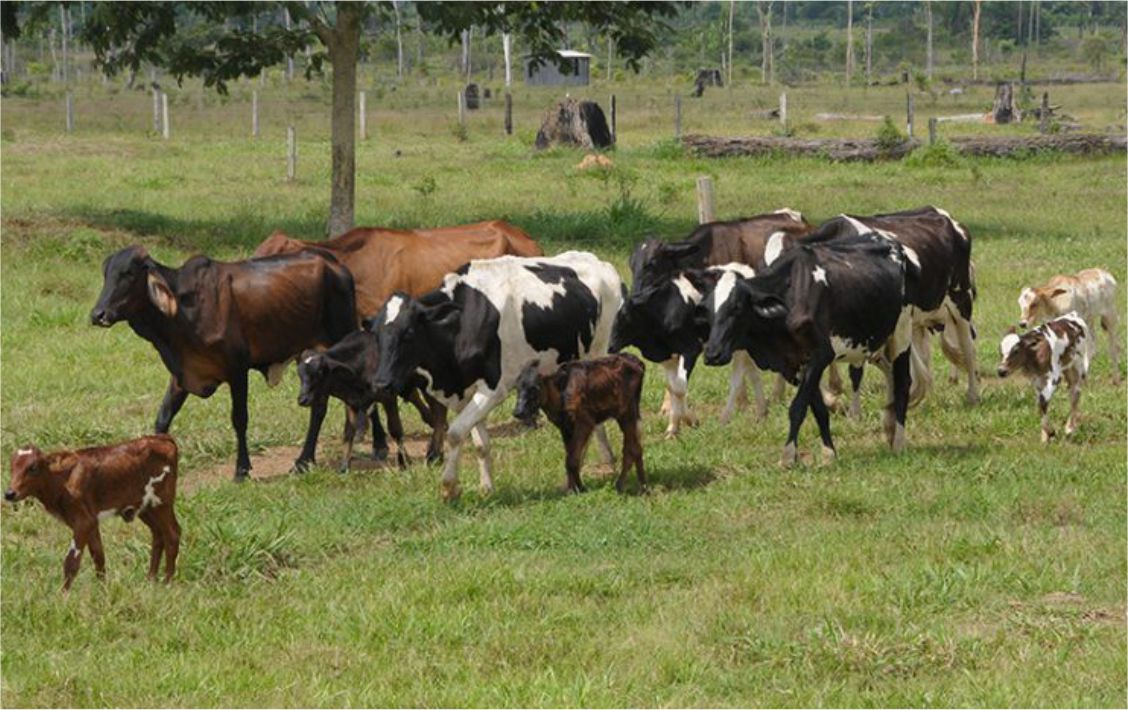 possibilidade de inseminar um grande número de animais em menor espaço de tempo