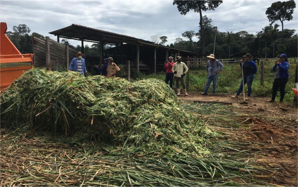 O Capiaçu vem se apresentando com rico valor nutricional e menor custo ao produtor rural.