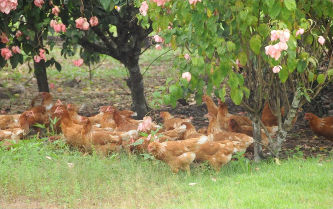 A avicultura é a atividade mais comum dentre os pequenos animais.