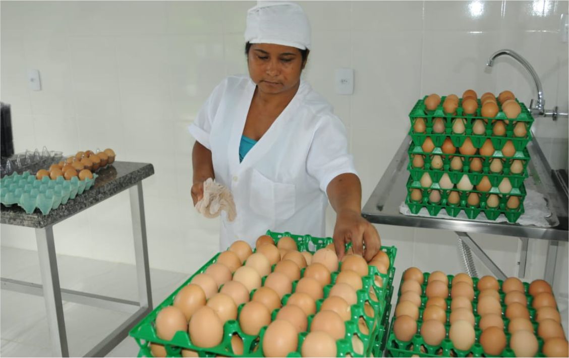 Os produtores conseguiram uma produção atual média de 45 dúzias de ovos/dia.