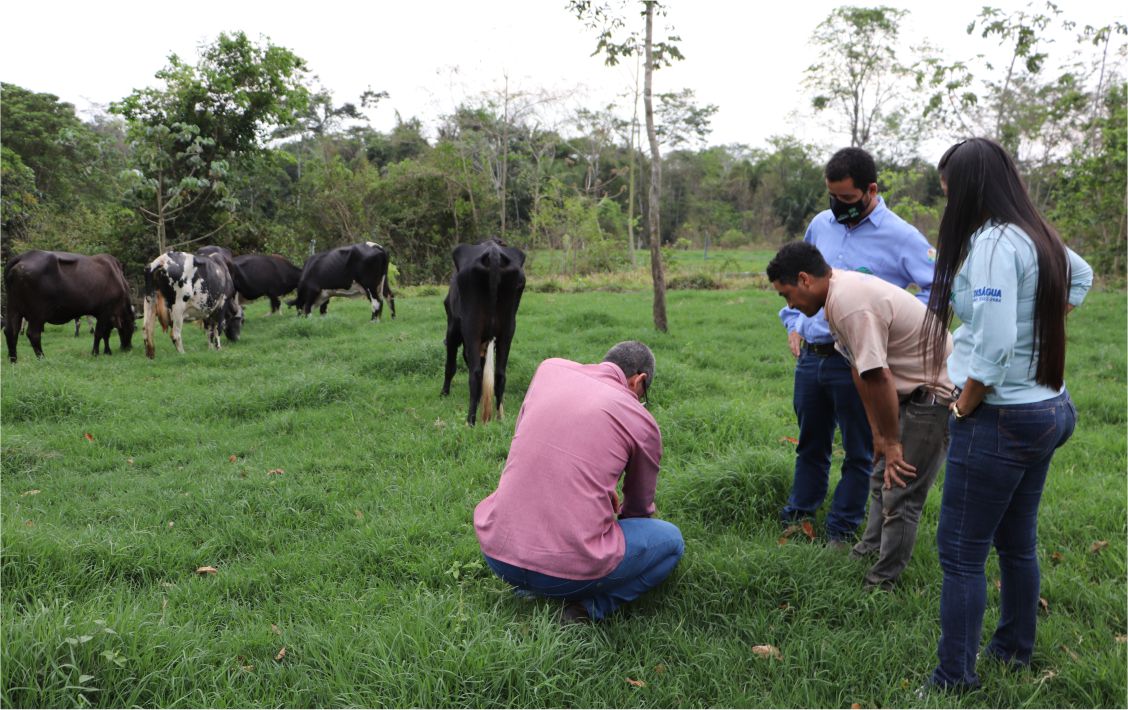 A bovinocultura leiteira é a principal fonte de renda dos produtores da agricultura familiar.