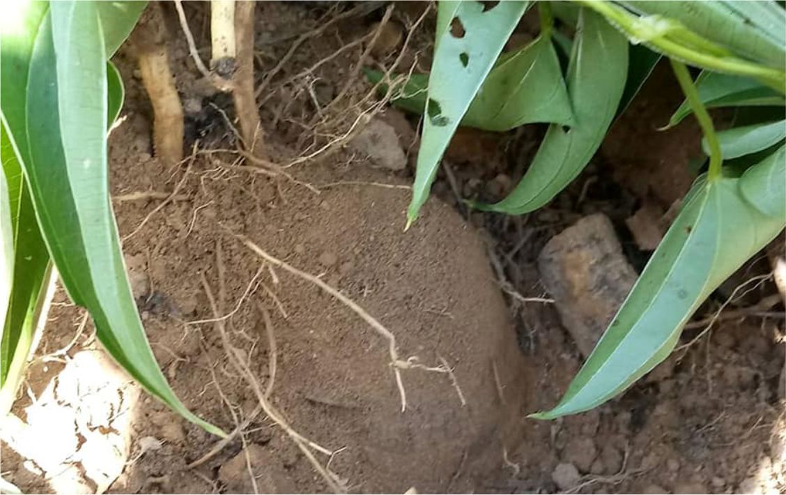 Alta produtividade da cultura mesmo em pequenas áreas.