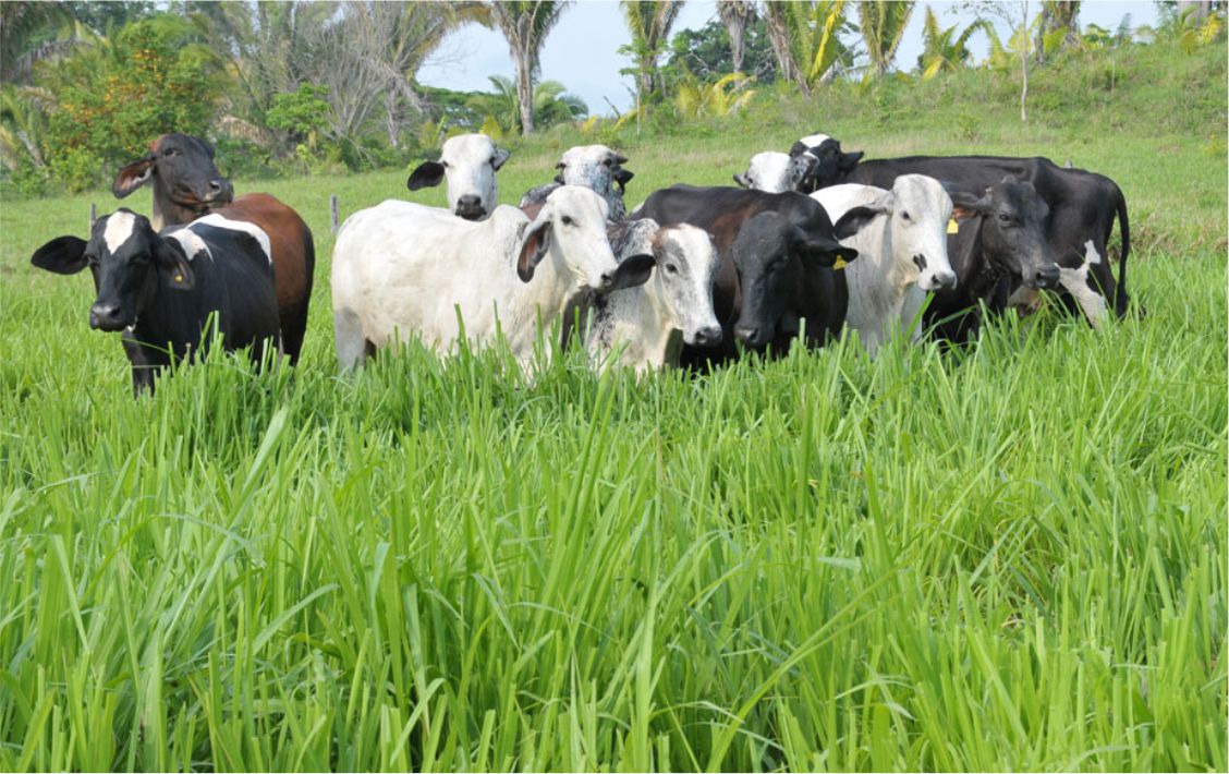 Com a correção do solo, as propriedades rurais aumentaram o potencial da produção.