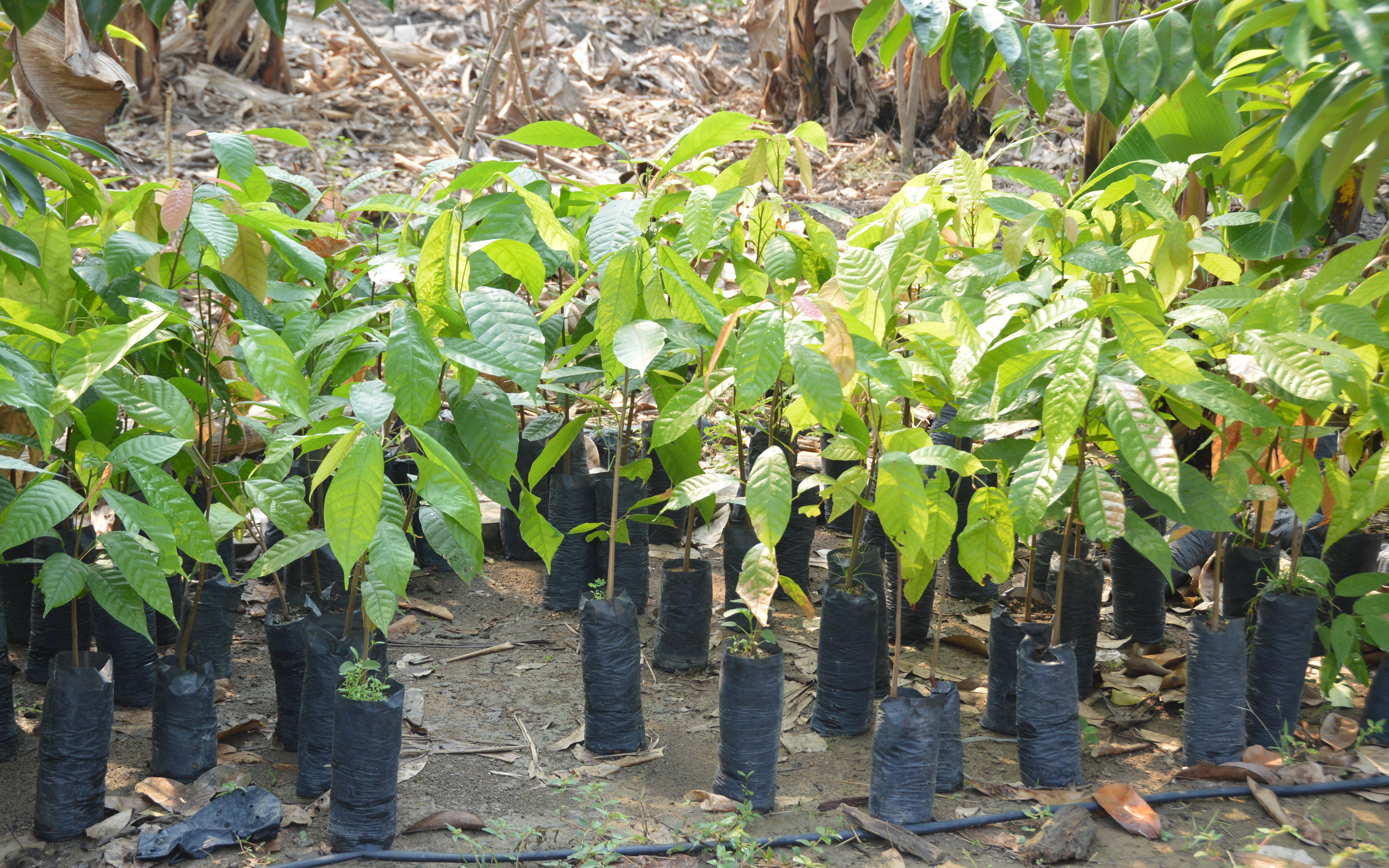 A lavoura cacaueira rondoniense desponta como um dos maiores produtores brasileiros.