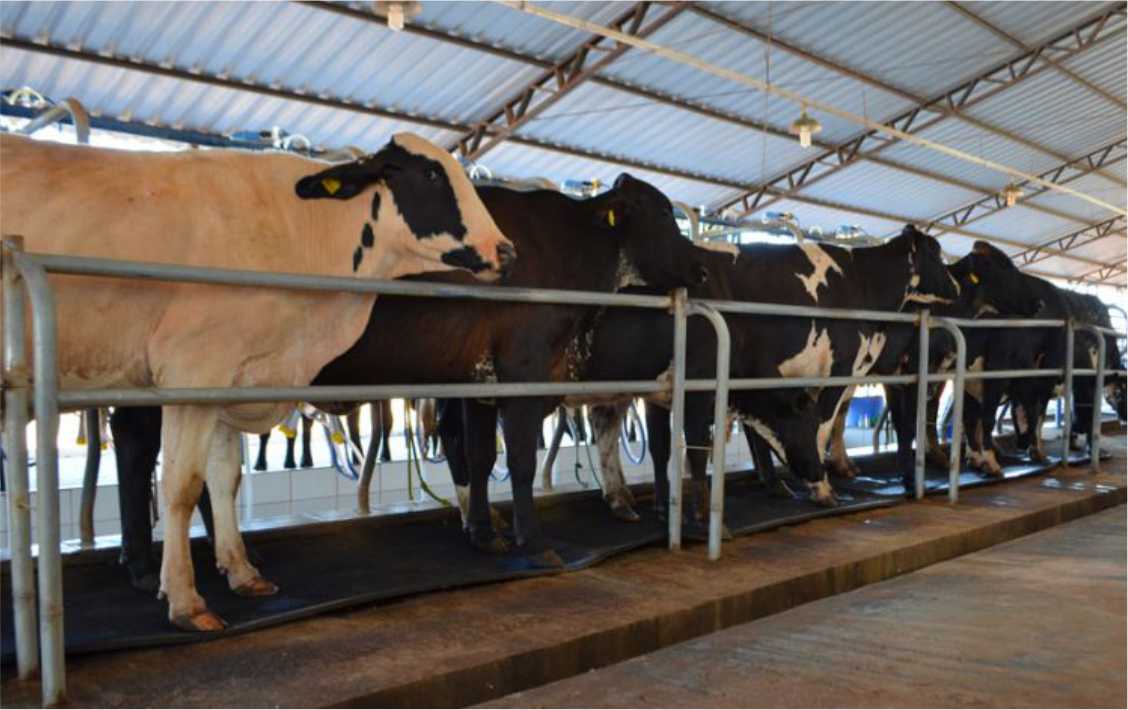 Incentivo ao melhoramento genético tanto no gado de corte como no rebanho leiteiro.