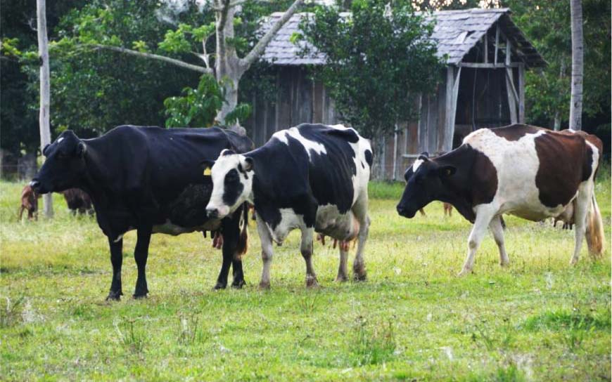 Vacas recebem afago e produzem leite em maior quantidade e com mais qualidade.