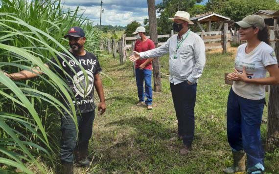 Casal foi orientado pelo extensionista da Emater-RO para substituir corte de cana pelo pasto de capim na propriedade.