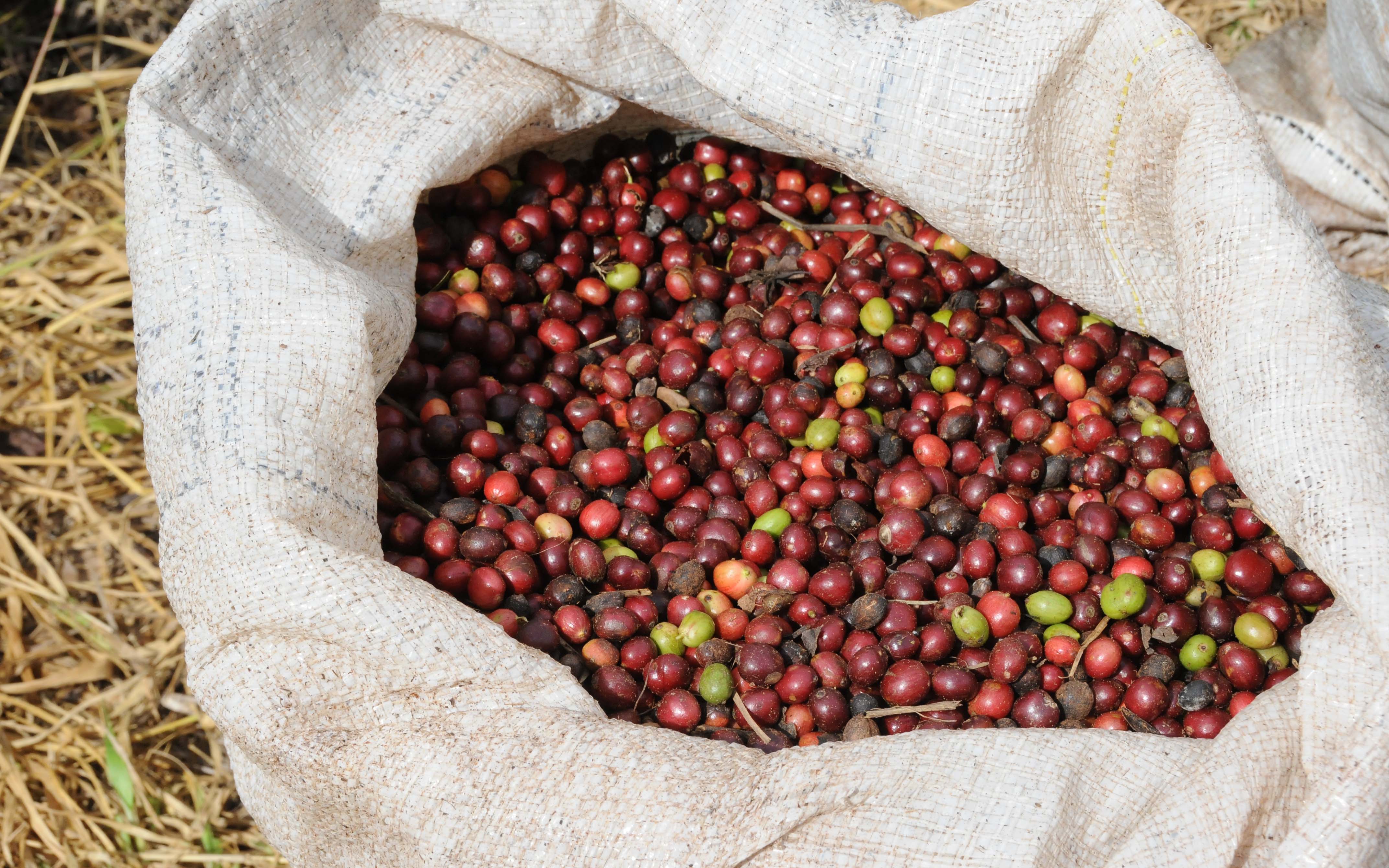 Rondônia é o 5º maior produtor e de café e o 2º maior produtor de robusta no Brasil.