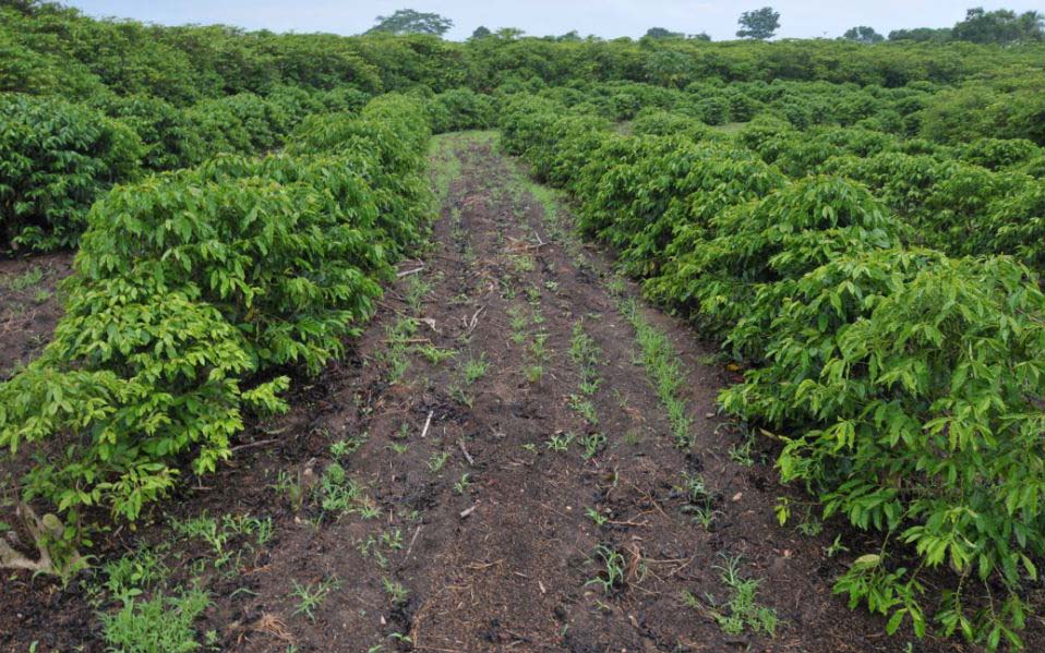 Os cafés produzidos na região das Matas de Rondônia receberam o selo de indicação geográfica.