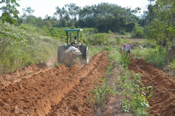 Produtores aram a terra para a plantação de cará.