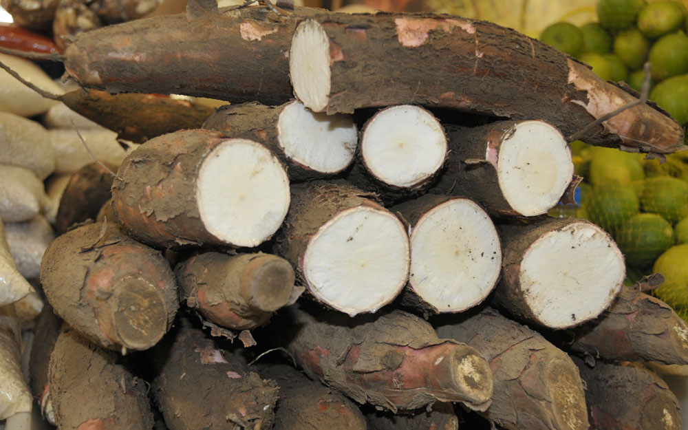 O cultivo de mandioca para fabricação de farinha é tradição dos ribeirinhos.