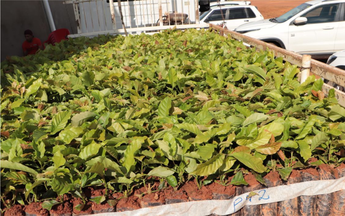 A expectativa é incorporar mais 200 mil saca de café beneficiadas à produção cafeeira de Rondônia.