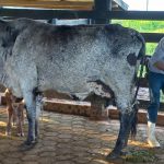 Teixeirópolis realiza concurso leiteiro