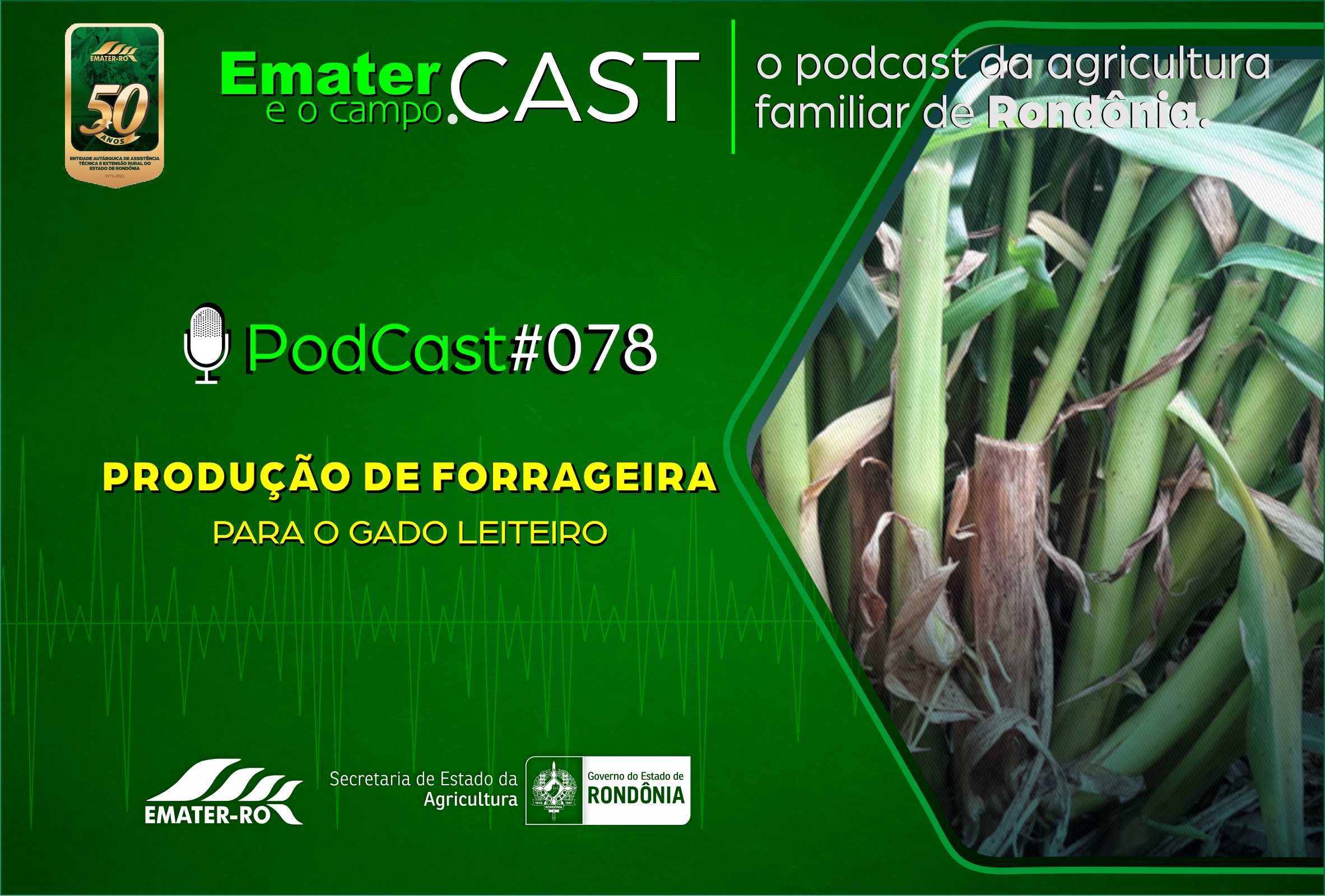 PodCast#078-Produção de forrageira para o gado leiteiro