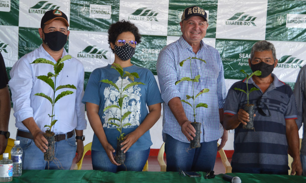 mudas-clonais-de-café-entregues-a-agricultores-de-porto-velho.