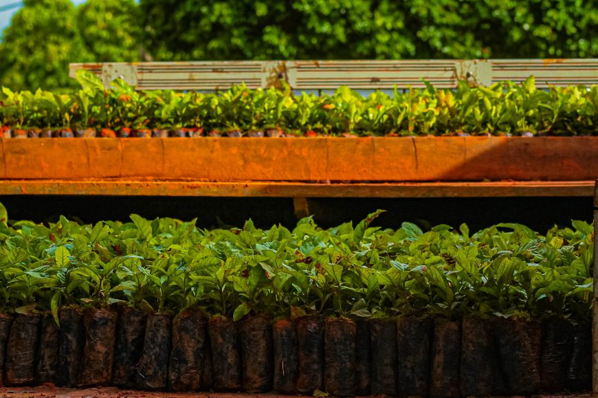 A distribuição de mudas de café clonal faz parte do Programa “Plante Mais” do Governo de Rondônia.