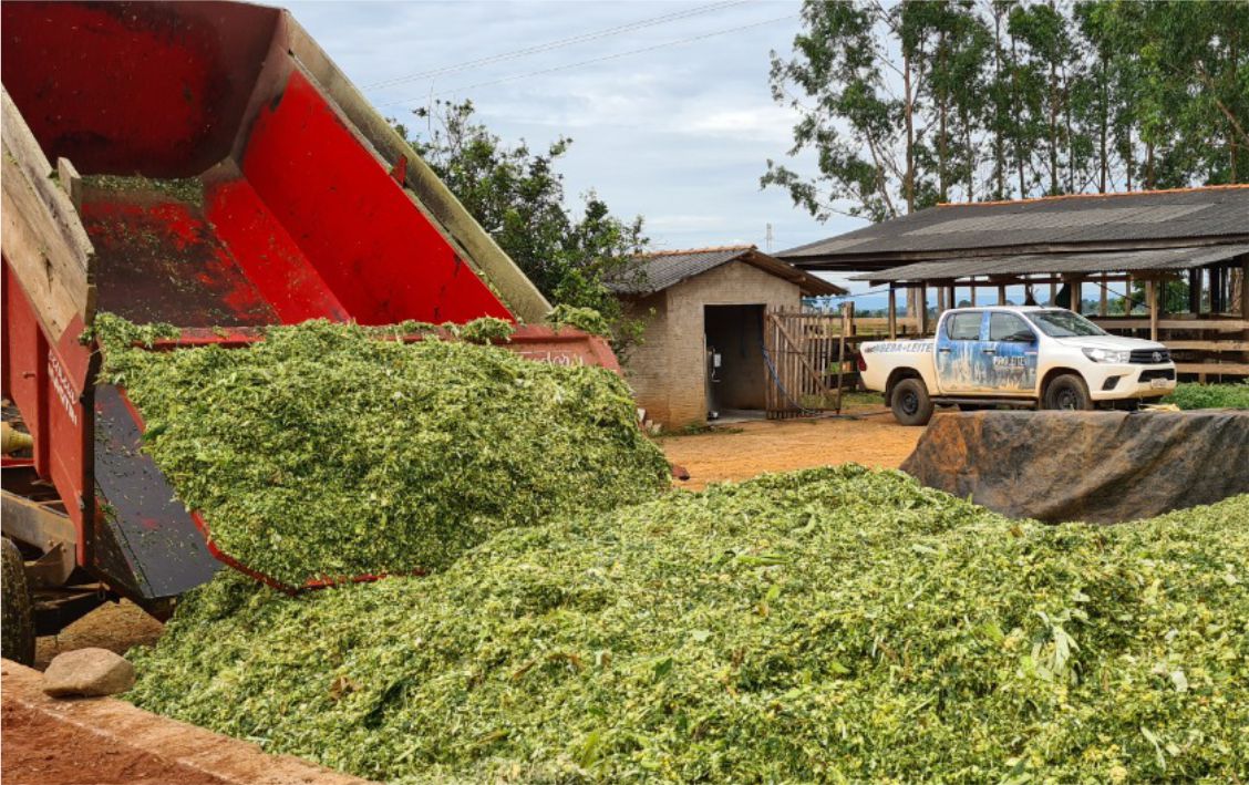 Projeto de silagem surgiu da necessidade de nutrição do gado leiteiro na época da seca em Rondônia.