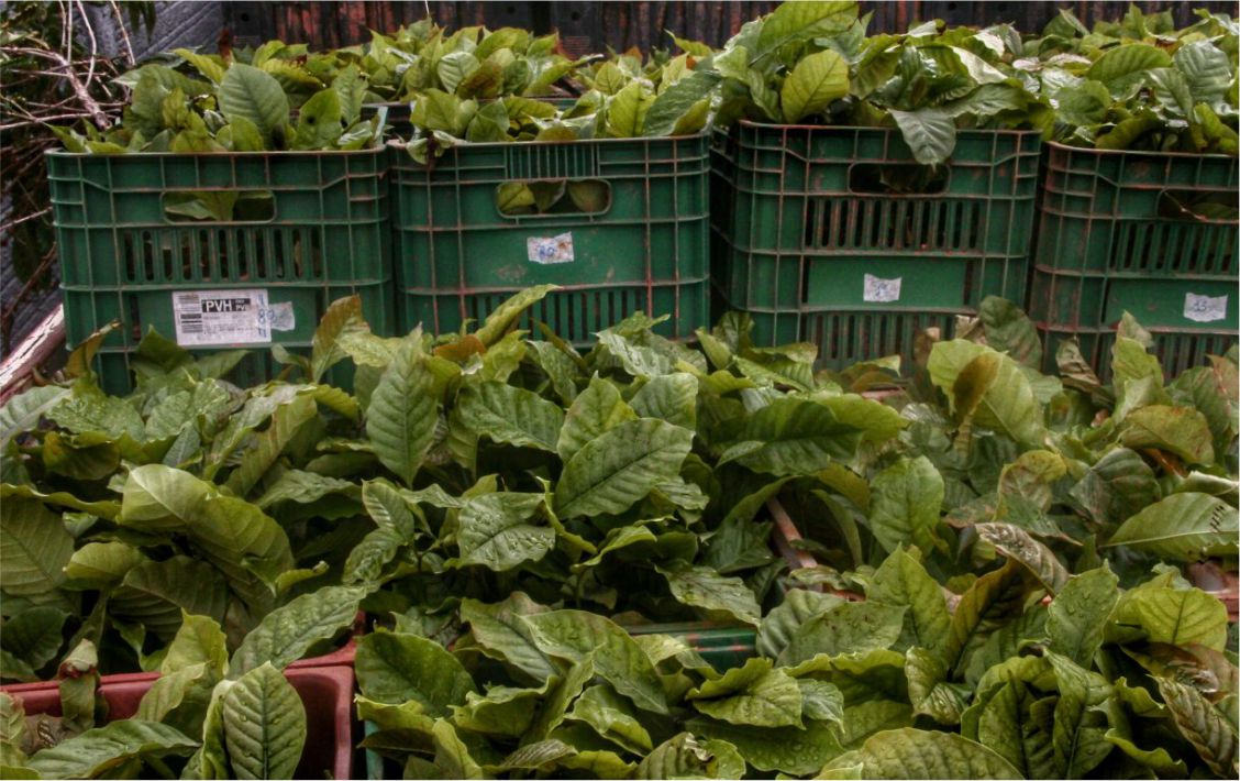 As mudas clonais entregues por meio do programa "Plante Mais" garantem mais qualidade e produtividade às lavouras de café e de cacau.