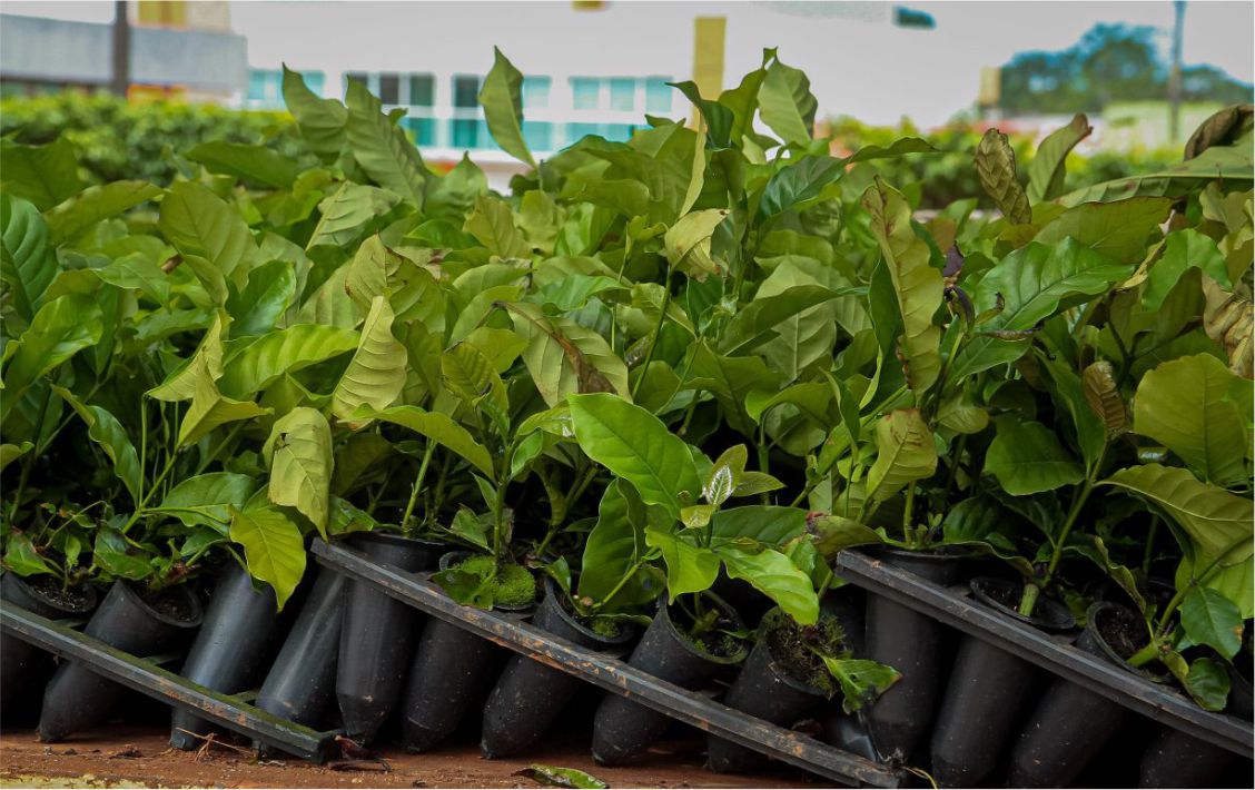 Ao todo 120 mil mudas de café foram entregues a agricultores em Pimenta Bueno.