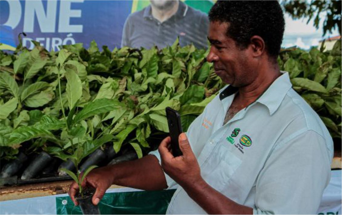 Cada produtor pode receber 2.500 mudas de café clonal e cerca de 1.000 mudas de cacau clonal.