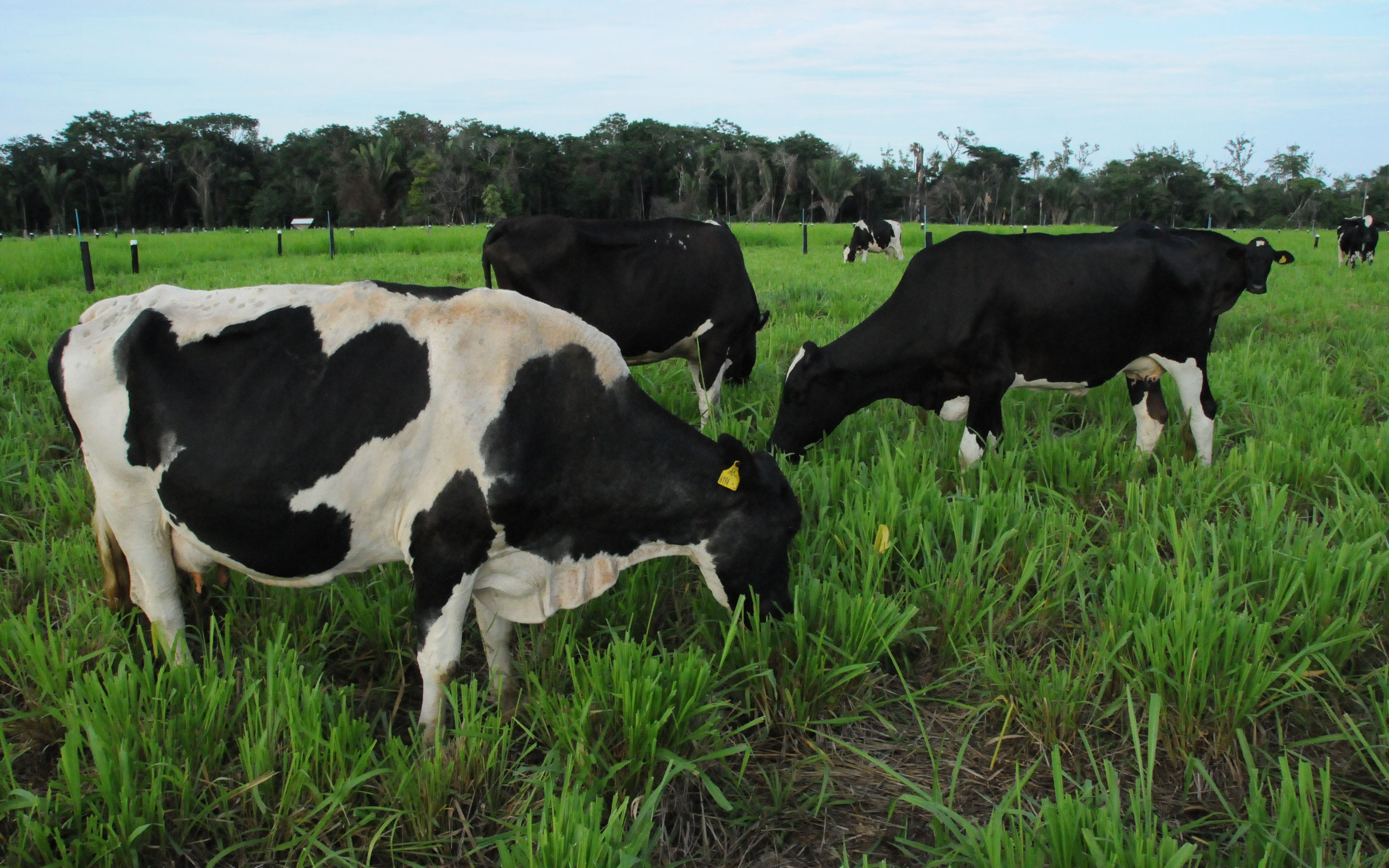 O manejo de pastagem e a alimentação de qualidade são essenciais para o gado leiteiro.