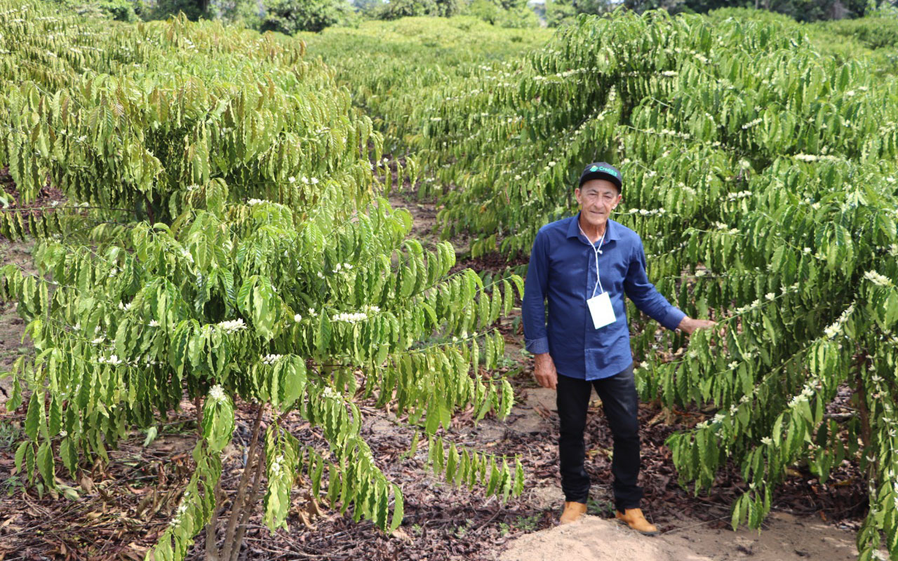 Empolgado com o resultado obtido com café clonal, José Maria investiu no plantio de mais cinco mil pés no ano seguinte e já prepara novos clones.