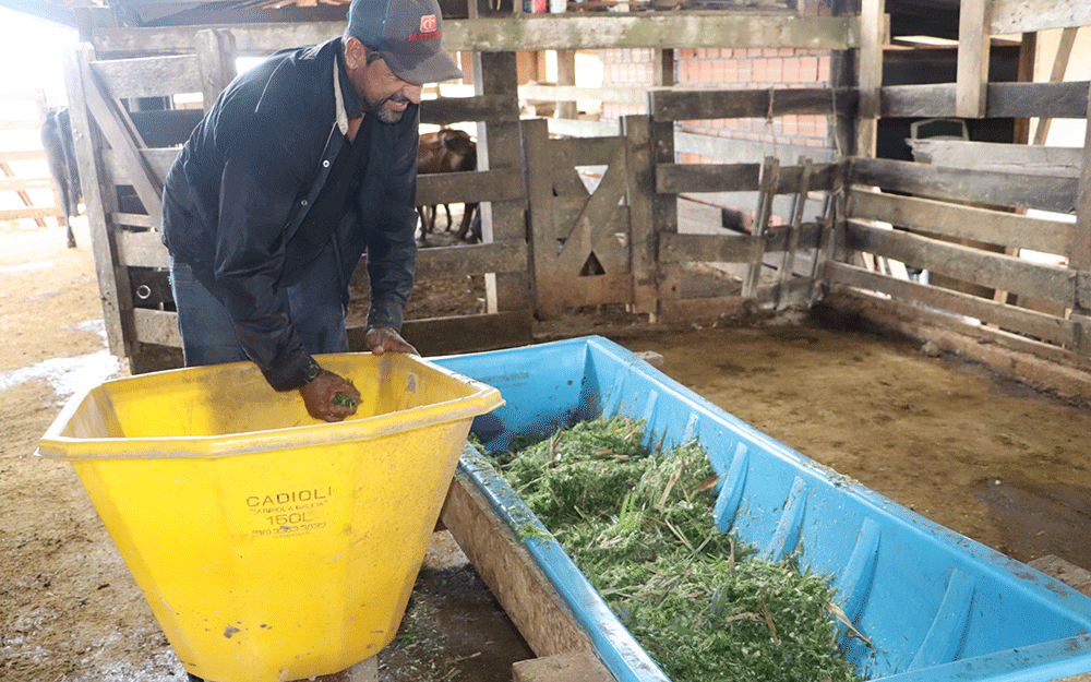 O agricultor fornece forragem fresca a maior parte do ano, mas também produz silagem para os períodos mais críticos.