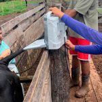 Projeto “Rufião Móvel” ajuda produtores familiares na avaliação reprodutiva do rebanho leiteiro