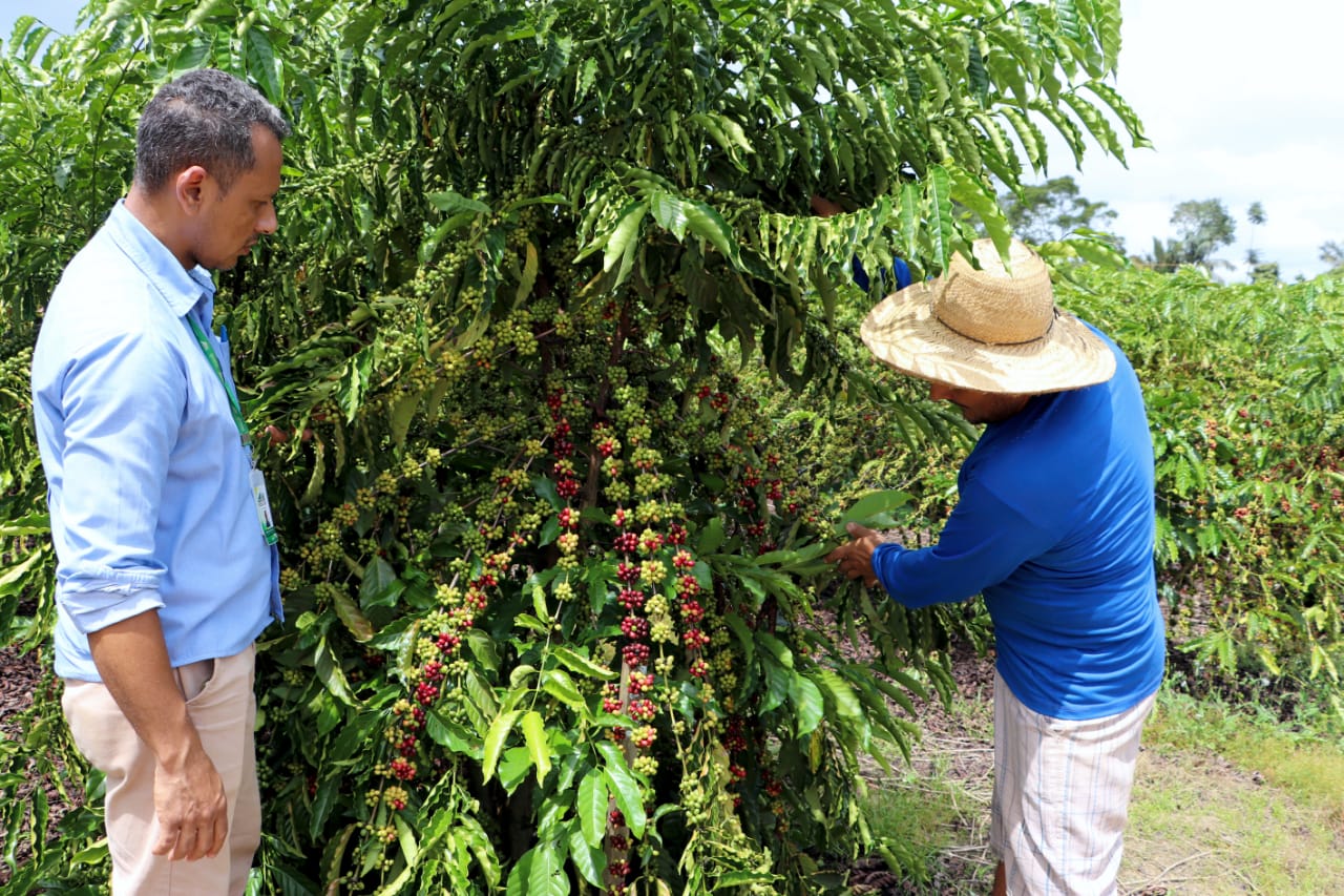 Incentivo à prática do manejo e armazenamento adequados de produtos agroquímicos na cafeicultura