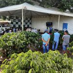 Dia Especial mostra tecnologia e sustentabilidade na produção de café clonal, em Cerejeiras
