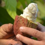 Com o melhor cacau do Brasil, Rondônia lança oficialmente o início da colheita do cacau em dia especial na cidade de Jaru