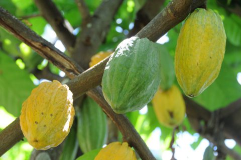 Rondônia tem o melhor cacau do Brasil