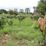 Ações da Emater-RO fortalecem cadeias produtivas de Rondônia